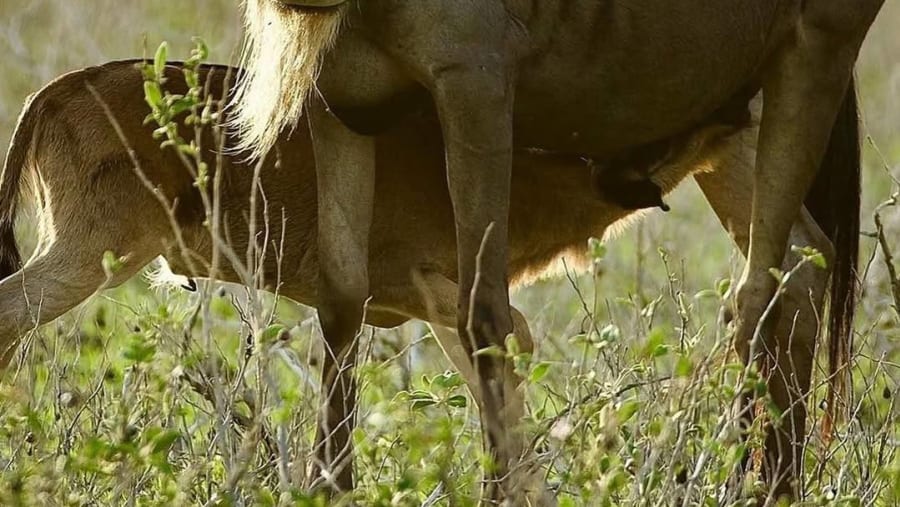 Witness the African wildlife