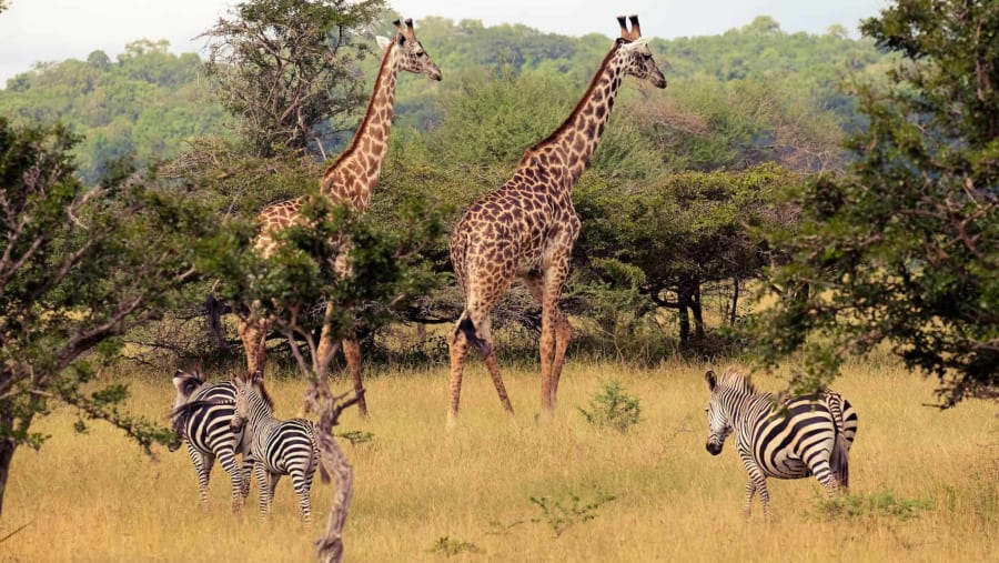 Inside Tanzania’s Selous Game Reserve
