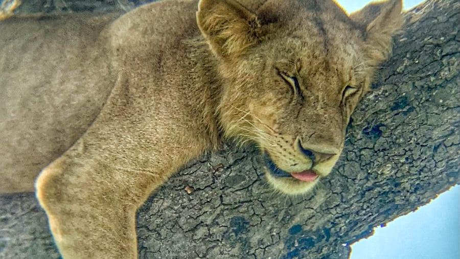 Wildlife Experience