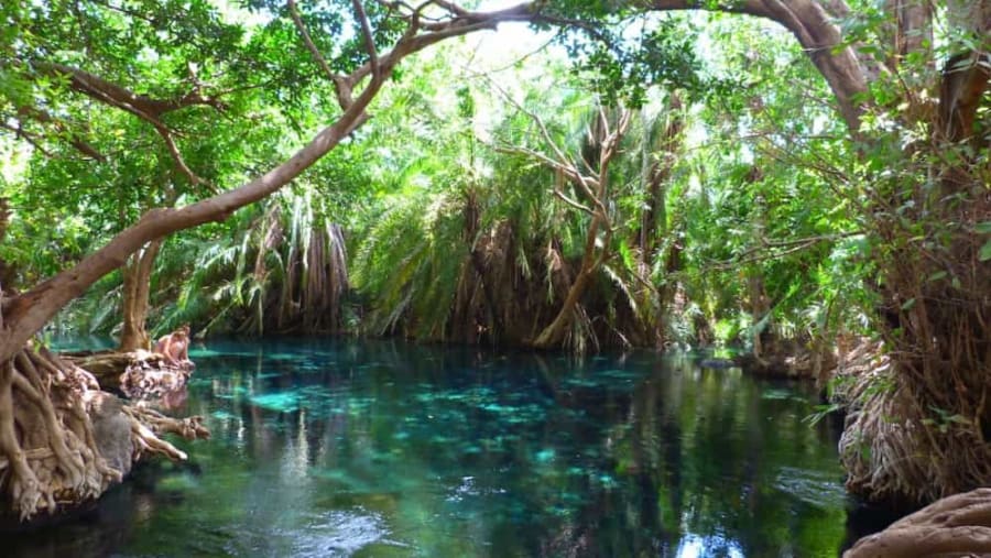 Lush Greenary at Kikuletwa Hotsprings