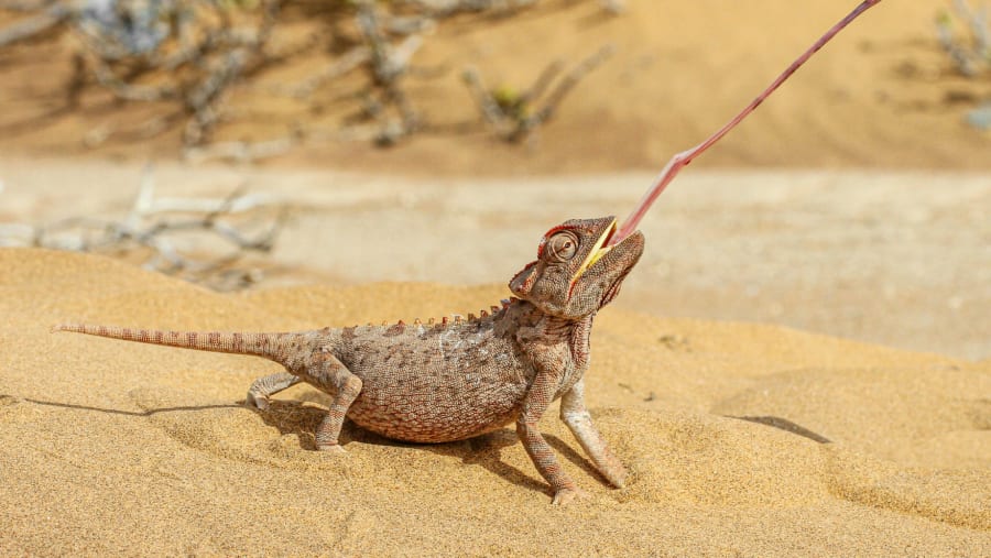 Reptiles in Desert