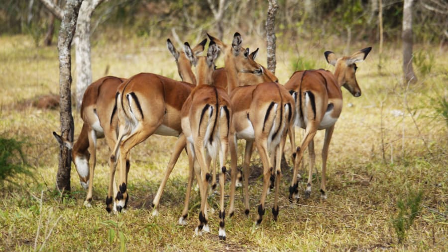 Safari Experience