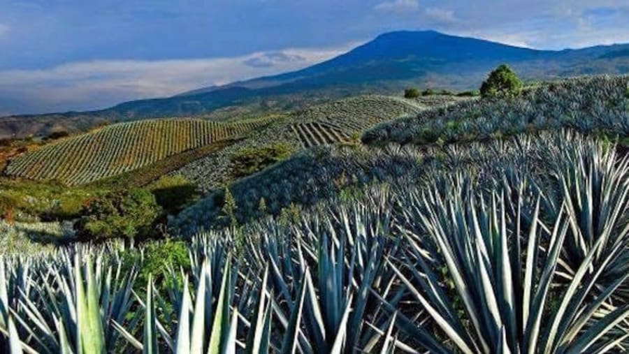 Agave Fields