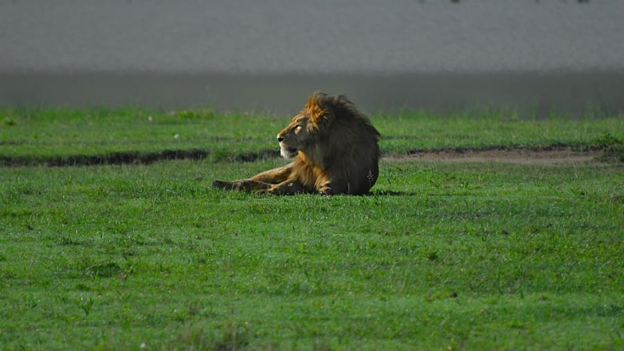 Witness the wildlife