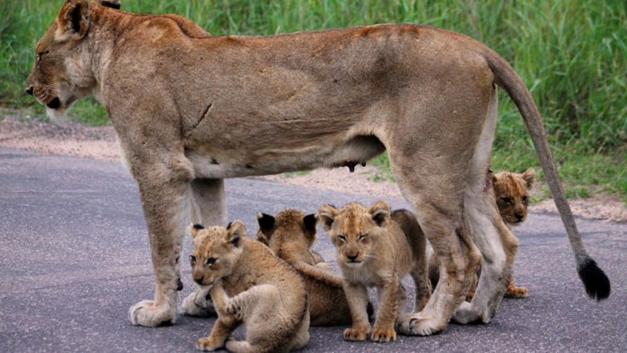 Lioness and her cubs at Kruger National Park