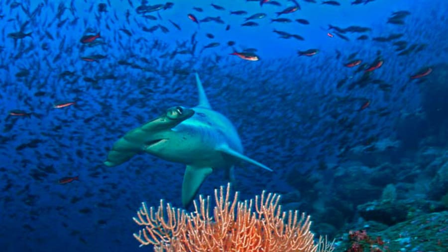 Great hammerhead