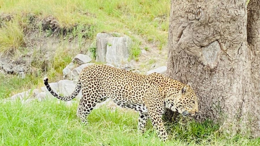 African leopard