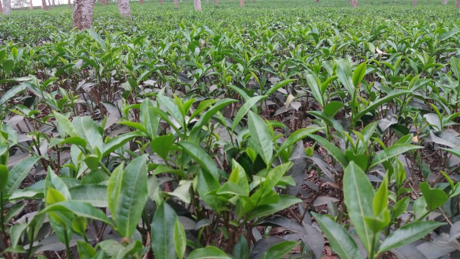 Tea Garden, Sreemangal