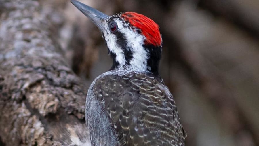 Woodpeckers
