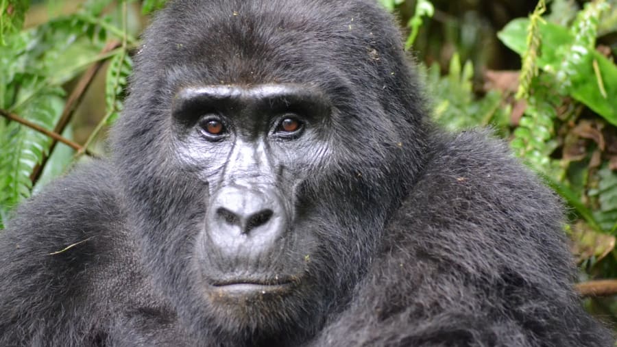 Gorilla Tracking