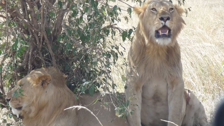 Lions at sight