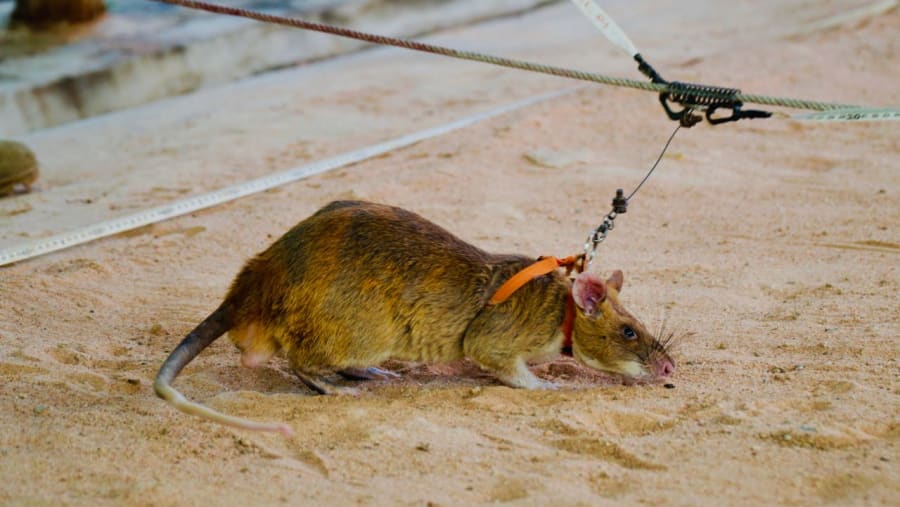 HeroRAT