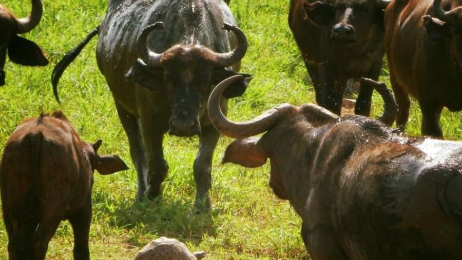 Cape Buffaloes at Lake Naivasha