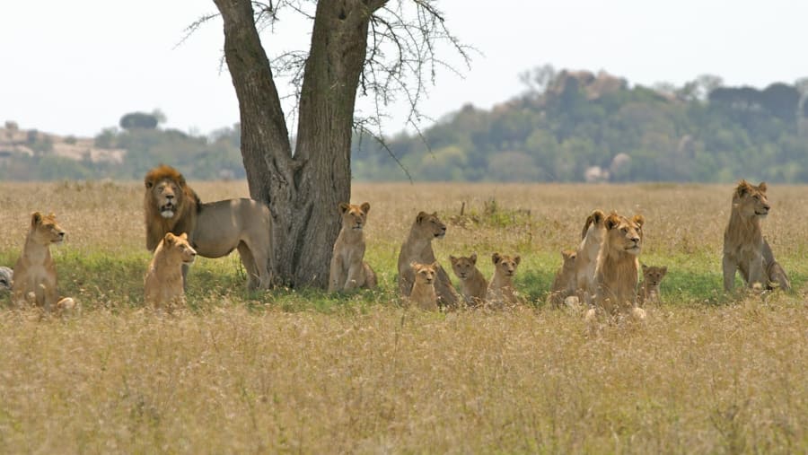 pride of lions