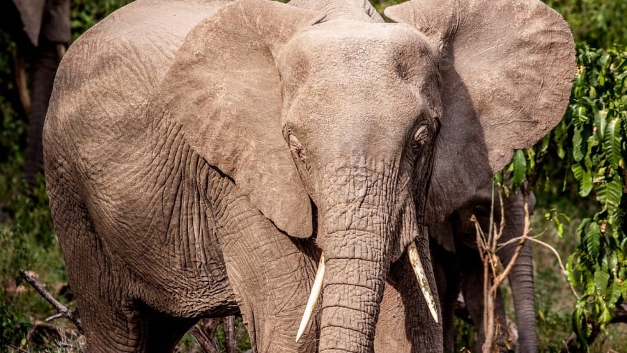 African elephants