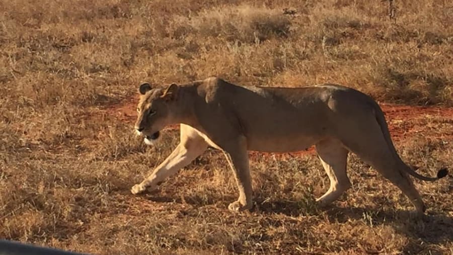 Lion in the Wild