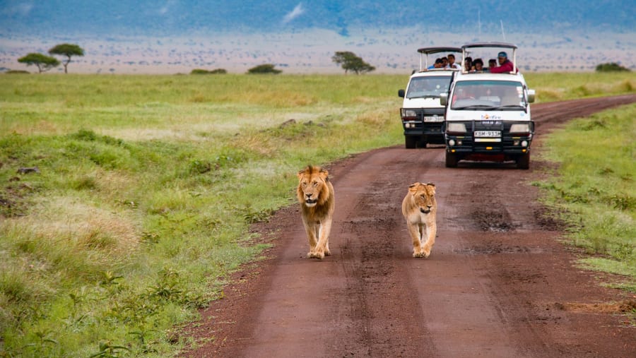 Enjoy a Thrilling Game Drive in Masai Mara