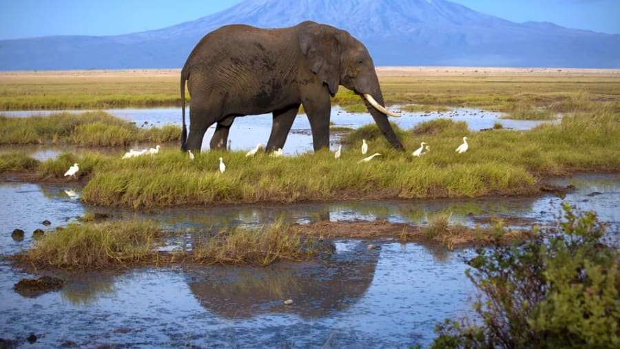 Elephants at Tarangire National Park