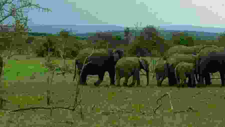 Akagera National Park