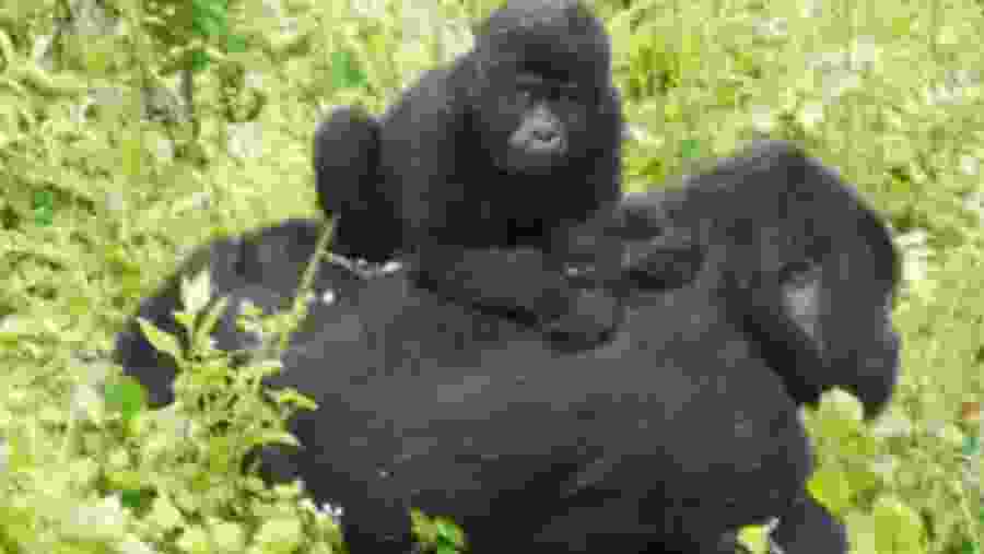 Gorilla in Bwindi National Park