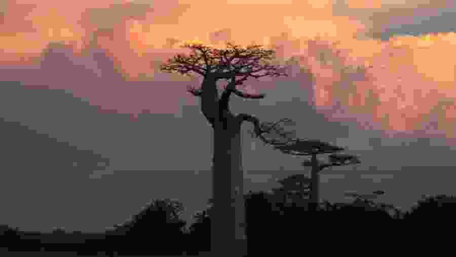 Baobab Tree