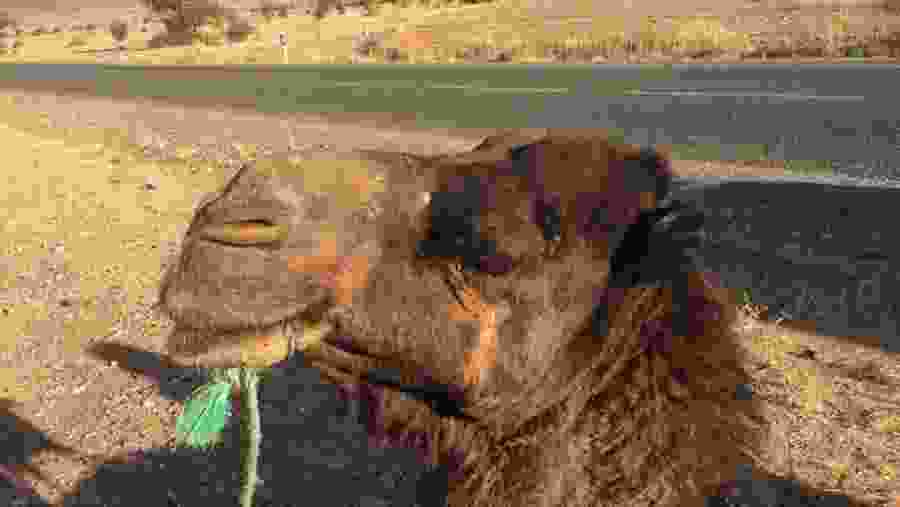 Camel