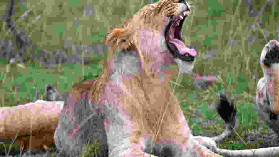 Yawning Lion in the wild