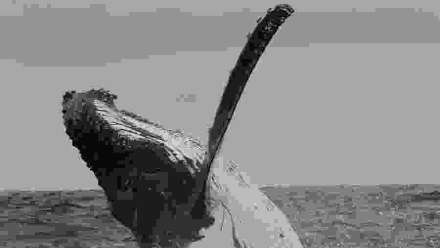 Humpback Whale can be observed during the trip.