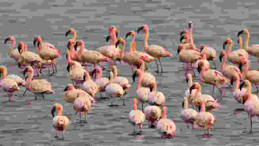 Flamingos on your Ngorongoro Safari