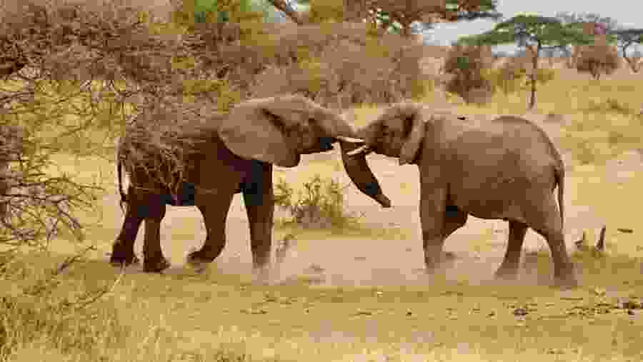African Elephants