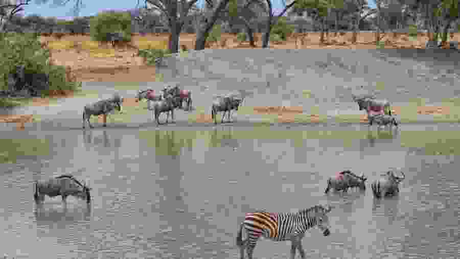 Wildebeests and Zebras at the Watering Point