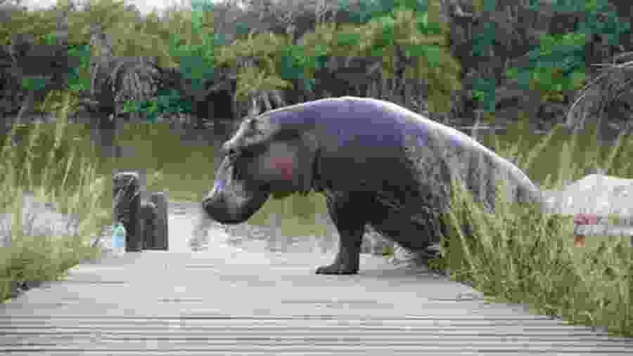 Hippopotamus
