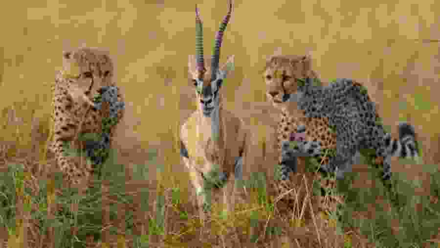Leopards on their hunt at the Masai Mara National Reserve