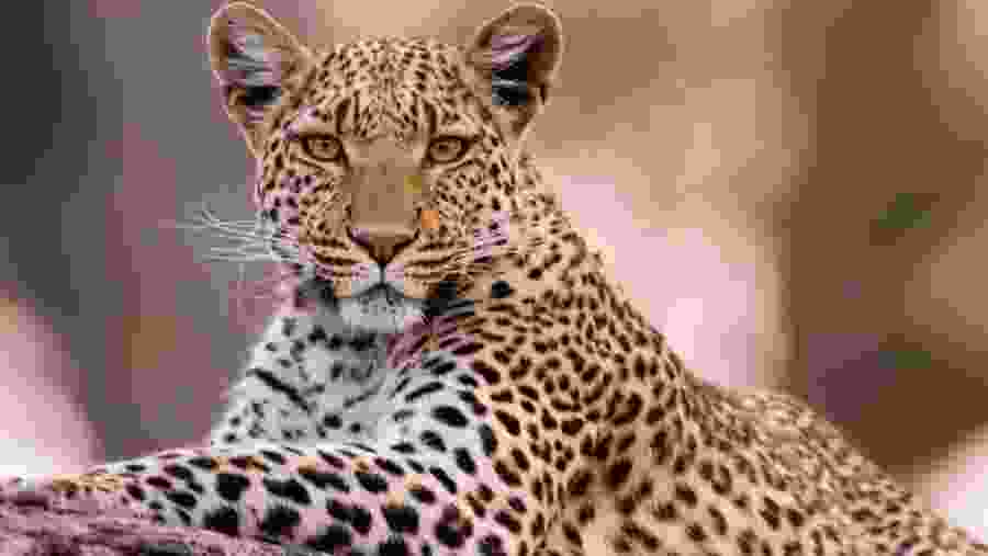 African leopard