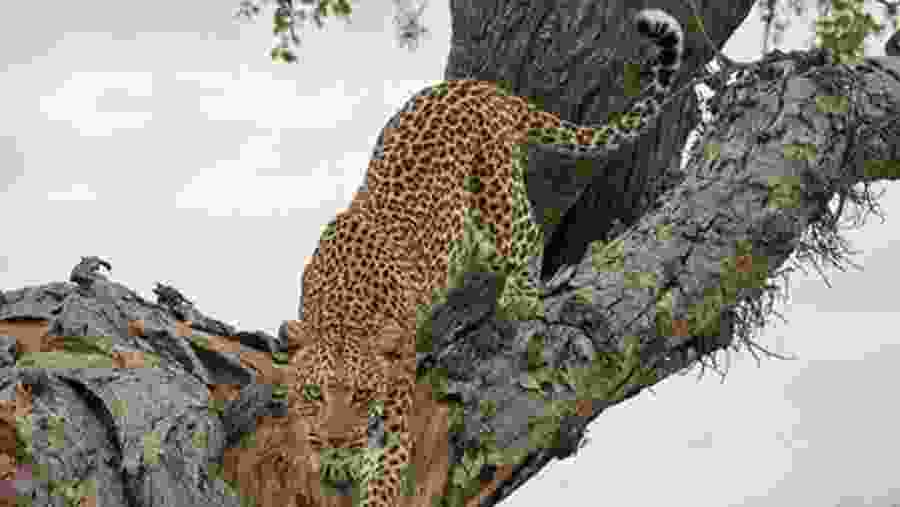 Leopard