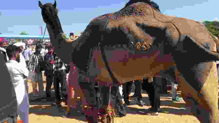Pushkar Fair