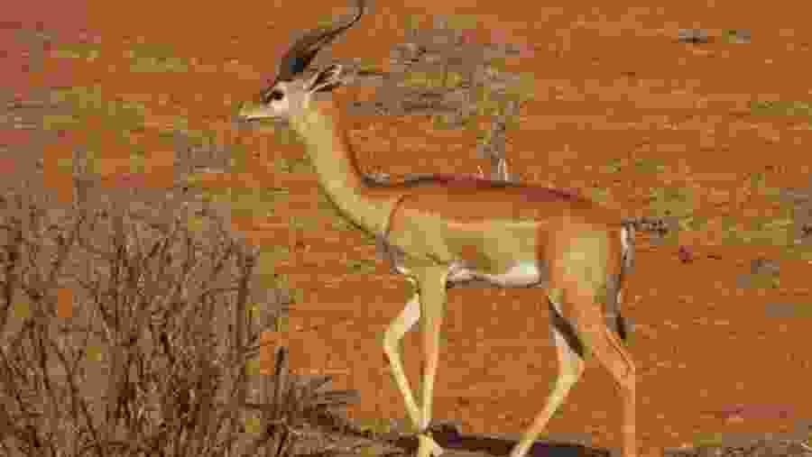 Gerenuk in Samburu Game Reserve