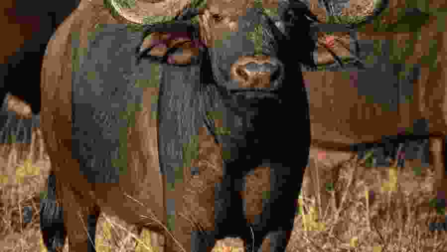 Witness the wildlife