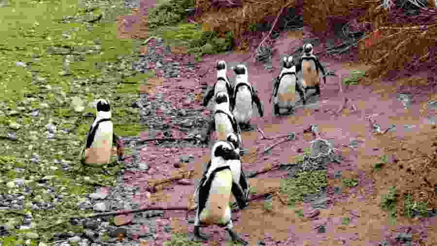 Penguins