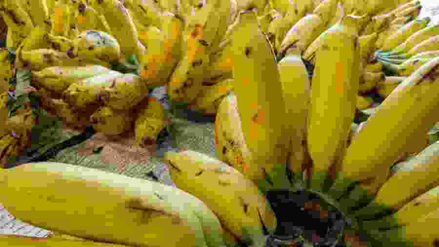 Bananas in Colombo Fruit Market