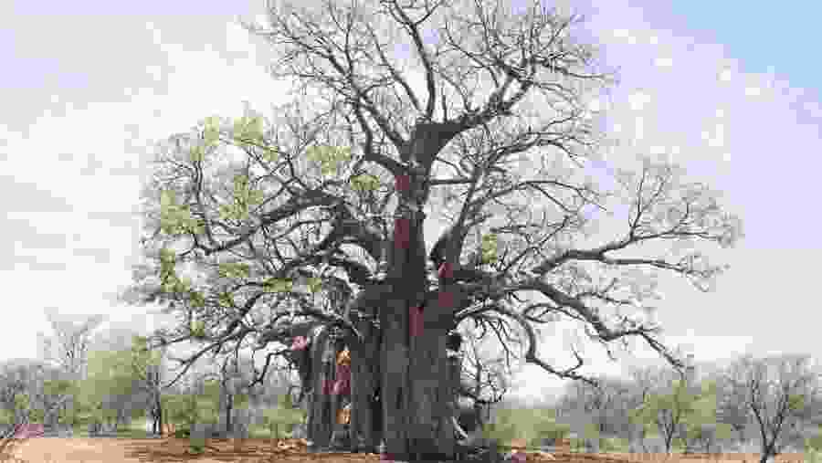 Baobab Tree