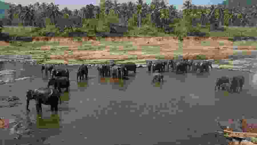 Kuala Gandah Elephant Sanctuary