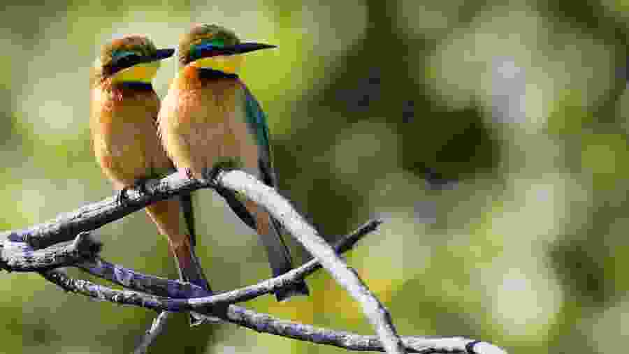 Birds in Okavango Delta