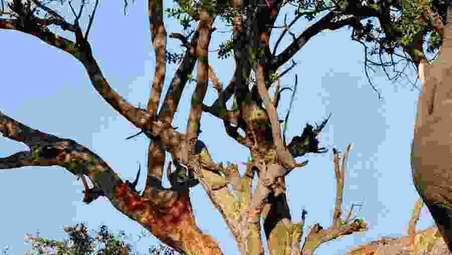Elephants of Arusha National Park