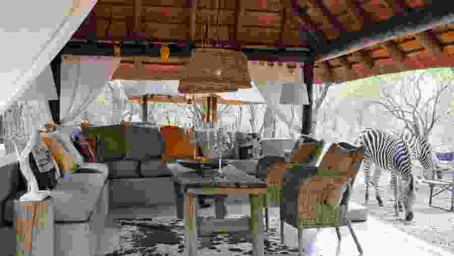 Animals roaming freely near the Lodge