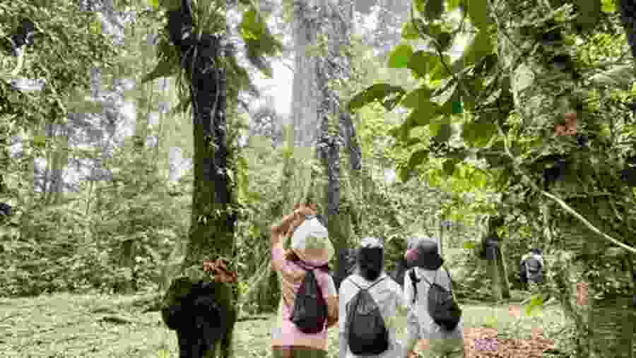 Amazon Forest Safari