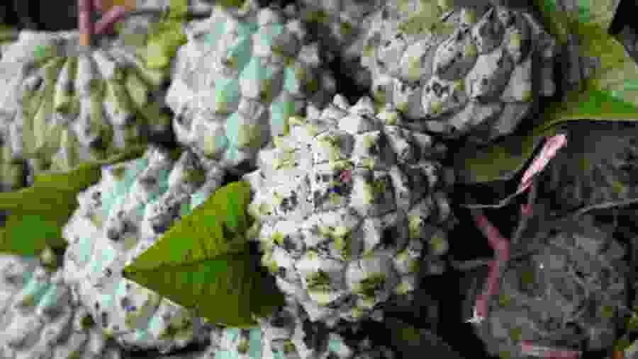 Fruit Tasting in Colombo