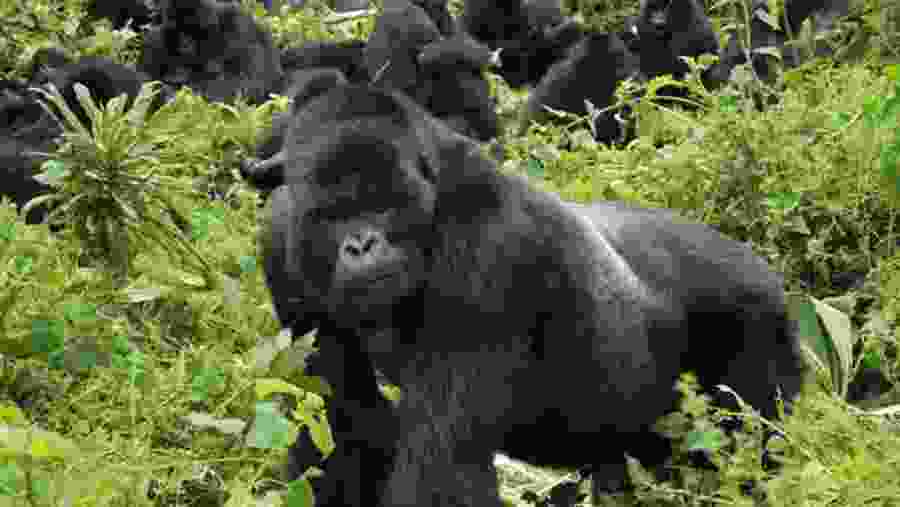 Mountain Gorillas