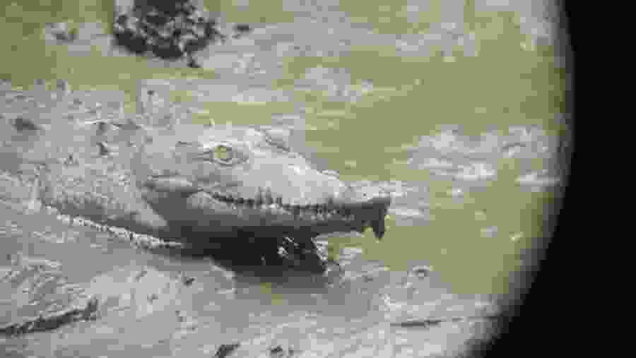 American crocodile