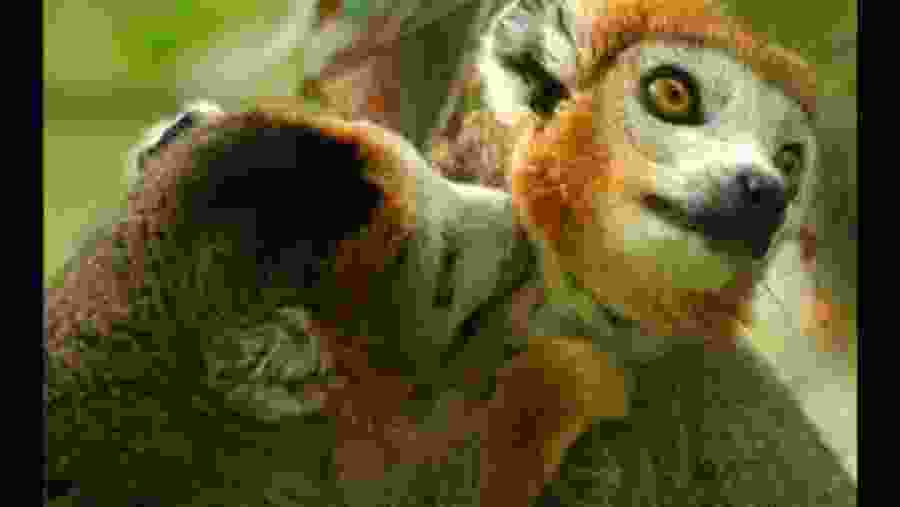 Lemur